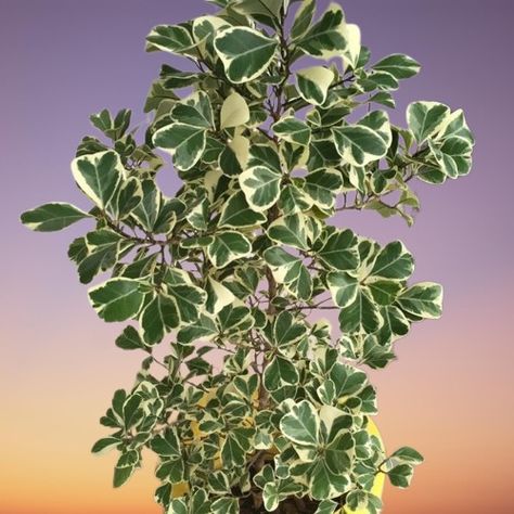 Variegated Triangle Leaf Fig (Ficus triangularis 'Variegata') Care Indoors Ficus Triangularis, Ficus Triangularis Variegata, Ficus Burgundy Indoor Care, Ficus Hillii Flash, Frydek Variegated, Weeping Fig, Air Layering, Scale Insects, Rooting Hormone