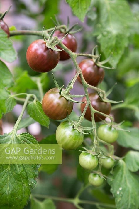 Tomato 'Chocolate Cherry' - Lycopersicon lycopersicum Cherry Chocolate, Vegetable Seeds, Plant Photography, Chocolate Cherry, Cherry Tomatoes, Garden Plants, Tomatoes, Gap, Seeds