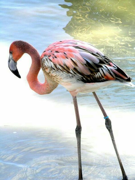 Love the colors on this flamingo!  I feel a quilt inspiration coming! Fav Animal, Black Flamingo, Flamingo Pictures, Flamingo Photo, Fancy Flamingo, Flamingo Bird, Flamingo Art, Pink Bird, Big Bird