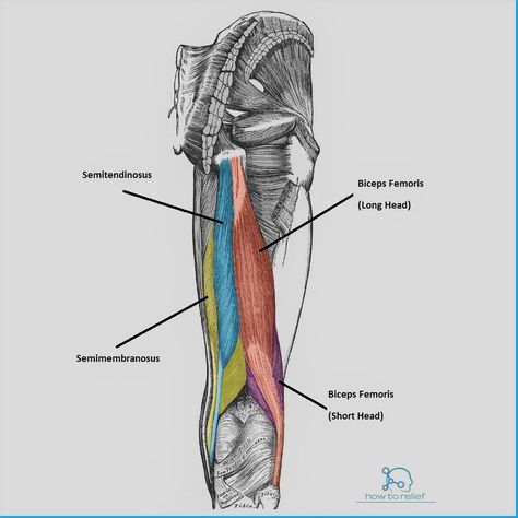 Semimembranosus: Origin, Insertion, Action & Nerve Supply » How To Relief Hip Muscles Anatomy, Leg Muscles Diagram, Muscles Diagram, Leg Muscles Anatomy, Muscle Diagram, Hamstring Muscles, Anatomy References, Tight Hamstrings, Hamstring Workout