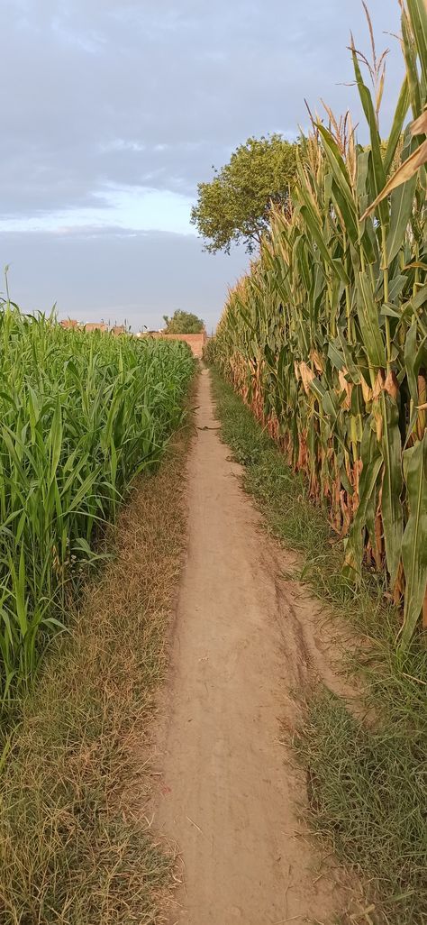 Dilwale Background, Natural Village Pic, Village Story Instagram, Village Asthetic Picture, Indian Village Life Photography, Village Landscape Photography Nature, Punjab Village Photography, Village Snapchat Story, Indian Village Photography