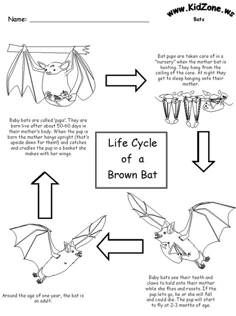 Bat Activity Sheets - Lifecycle of a Brown Bat Bat Activities For Kids, Bat Lessons, Bat Activities, Animals Kindergarten, Kids Bat, Bats Unit, Bats Activities, Bat Template, Bat Facts