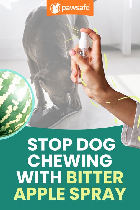 Learn how bitter apple spray can deter your dog from chewing on household items. Discover safe and effective ways to use this taste deterrent. 🐶 #BitterAppleSpray #StopDogChewing #DogDeterrent #PetCare #DogOwners Bitter Apple Spray Dogs Homemade, No Chew Spray For Dogs Diy, Bitter Spray For Dogs Diy, Dog Deterrent Spray, How To Stop Dogs From Chewing Everything, Dog Repellent Spray, Stop Dog Chewing, Dog Deterrent, Dog Calming Spray