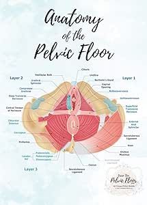 Pelvic Floor Anatomy Poster Art | 16x20 in. Caudal View of Pelvis Pelvic Floor Anatomy, Pregnancy Anatomy, Female Reproductive System Anatomy, Female Reproductive Anatomy, Pelvis Anatomy, Muscle Diagram, Anatomy Poster, Space Beautiful, Female Reproductive System