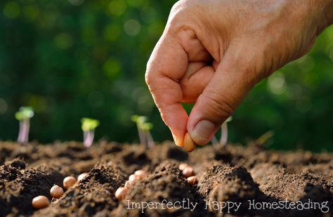 Spring is just around the corner but it isn't too early to think about the seeds you should plant in March! Get a start on your spring and summer garden. Gardening Zones, Organic Vegetable Garden, Backyard Vegetable Gardens, Fruit Seeds, School Garden, Gardening Advice, Vegetable Gardening, Grow Your Own Food, Organic Vegetables