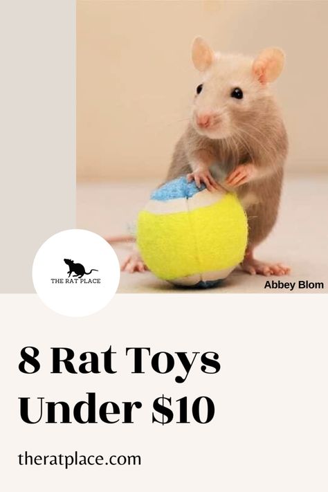 Toys For Rats Diy, Pet Rat Toys Diy, Foraging Toys For Rats, Diy Rat Toys Homemade, Rat Enrichment Diy, Pet Rat Cages Ideas, Rat Toys Diy, Pet Rat Toys, Rat Enrichment