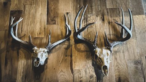 Deer season is in full swing, and if you’re trying to decide what to do with the buck you’ve wrapped your tag around, we’ve got several great options to consider if you’re leaning towards a skull mount. The European skull mount is more popular than ever these days, thanks to its classy look and savings on cost. European Skull Mount, Moose Skull, Deer Tags, Deer Season, Deer Skull, Deer Skulls, A Deer, Now What, How To Look Classy