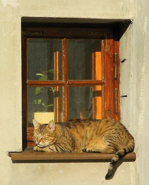 cat sleeping in window #cat #cat #sleeping Cat Sitting On Window Sill, Cat Napping, Cat Window, Cat Anime, Cat Facts, Cat Sleeping, Domestic Cat, Cat Nap, Cats Meow