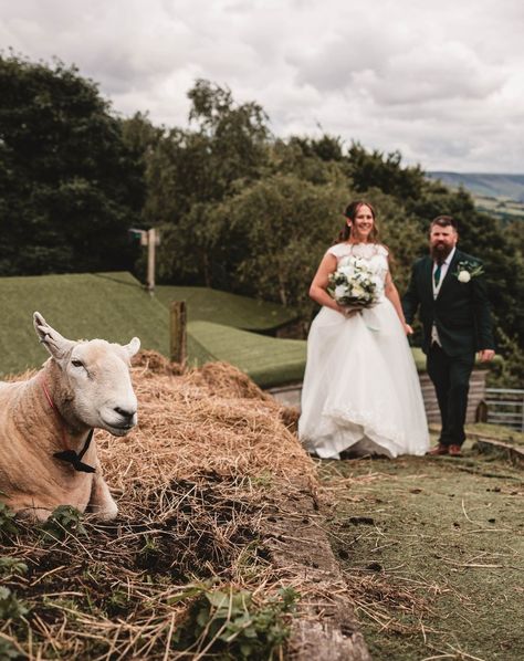 Meet greggs! On Paw patrol as the ring bearer for Cat & Jimmy's big day at the @stables_wedding_farm venue! And introducing girlfriend roxy! These 2 just wanted to be together all day... i felt a wedding pending between the 2! #weddingphotography Tie Photo, Stables Wedding, Wedding Farm, A Sheep, Ring Bearer, Paw Patrol, Stables, Roxy, Big Day