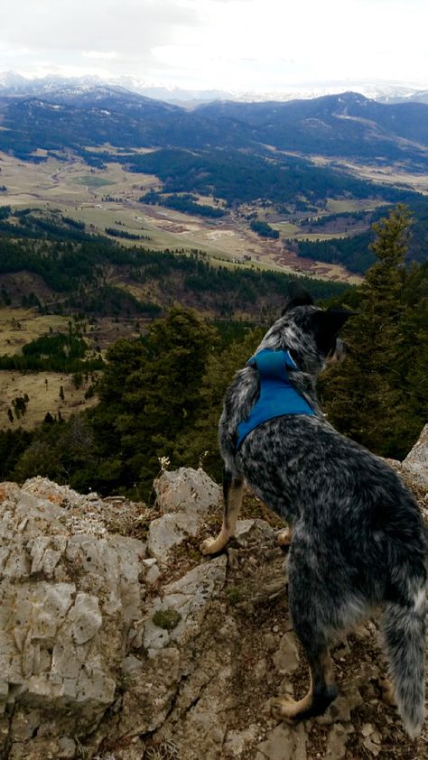 Blue Heeler Aesthetic, 2024 Intentions, 2023 Vibes, Cattle Dogs, Australian Cattle Dogs, Hiking Dogs, Dog Adventure, 2023 Vision, Dog Activities