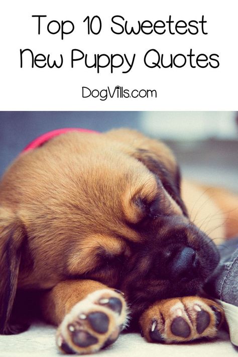 Top 10 Sweetest “Welcome New Puppy” Quotes Puppy Sayings Cute, Welcome Puppy Announcement, New Puppy Announcement Funny, Funny Puppy Quotes, New Puppy Quotes For Instagram, Puppy Quotes Cute, Puppy Quotes For Instagram, New Dog Quotes, Puppy Quotes Love