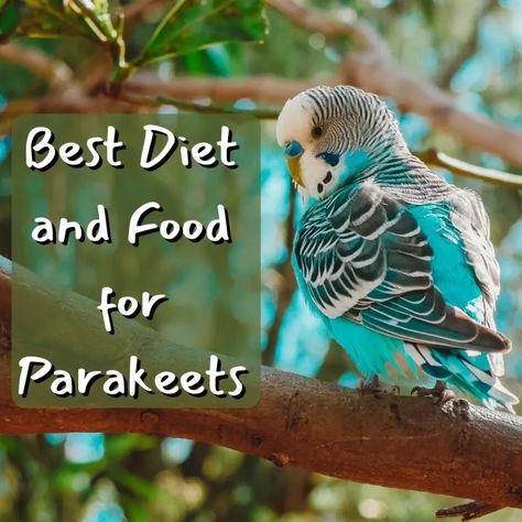 The Best Parakeet Diet and Foods: What to Feed a Budgie - PetHelpful Baby Parakeets, Budgie Food, Parakeet Care, Parakeet Food, Diy Bird Toys, Bird & Wildlife Houses, Budgies Bird, Budgie Parakeet, Toxic Foods