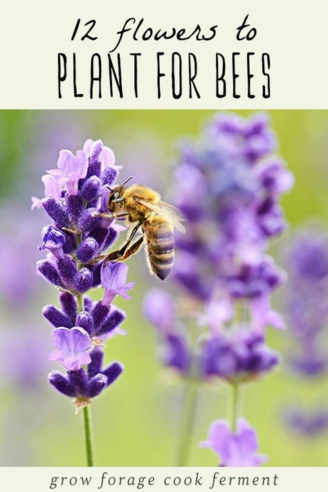 Bees are so important for pollination and the ecosystem, and sadly the bee population is in decline. Learn about 12 common flowers to plant for the bees. This list of flowers to attract bees in your garden or yard will make a beautiful pollinator garden that is beneficial for both us and the bees! #bees #garden #growing #flowers Plants For Bees, Bees Garden, Bee Attracting Flowers, Common Flowers, Thyme Flower, Flowers To Plant, Bee Friendly Plants, Backyard Bee, Bee Friendly Garden