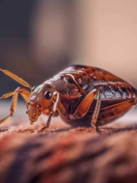 Killing Bed Bugs, What Kills Bed Bugs, Kill Bed Bugs, Rid Of Bed Bugs, Bed Bug, Bed Bugs, Natural Garden, Arachnids, Steam Cleaning