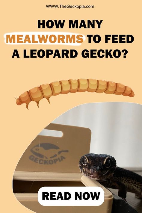 Leopard Gecko
Mealworm
Reptile feeders
Leopard Gecko dish
Reptile Dish
Reptile food
Dubia
Superworm
Cricket Leopard Gecko Enrichment, Leopard Gecko Habitat Ideas, Cute Leopard Gecko Tank Ideas, Leopard Gecko Terrarium Ideas, Leopard Gecko Cage, Leopard Gecko Diet, Gecko Cage, Leopard Gecko Cute, Leopard Gecko Tank