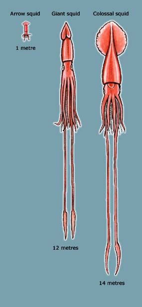 Size comparison of the arrow, giant and colossal squid Squid Humanoid, Squid Species, Squid Drawing, Colossal Squid, Squid Tattoo, Octopus Squid, Giant Squid, Molluscs, Deep Sea Creatures