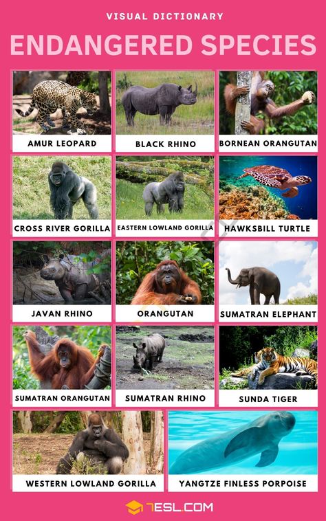 Sumatran Rhino, Endangered Animals Project, Bornean Orangutan, Cross River Gorilla, Sumatran Orangutan, Eastern Lowland Gorilla, Endangered Plants, Sumatran Elephant, Improve English