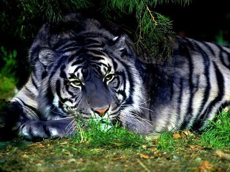 Blue Tiger | This is majestic! Have anybody seen a blue #tig… | Flickr Maltese Tiger, Melanistic Animals, Albino Animals, Tiger Pictures, Rare Cats, Tiger Tiger, Siberian Tiger, Black Tigers, Blue Tigers