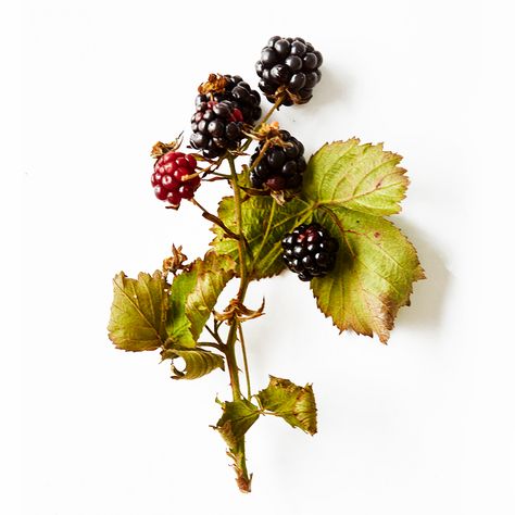 VILD MAD : Blackberry Blackberry Aesthetic, Blackberry Branch, Blackberry Flower, Blackberry Vine, Blackberry Plant, Blackberry Tattoo, Forest Inspiration, Blackberry Bramble, Blackberry Plants