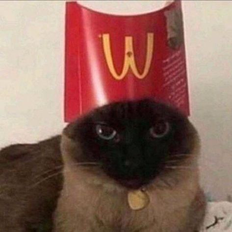 Kitten Formula, Cat Lol, Glume Harry Potter, Funny Looking Cats, Mc Donald, Kitten Food, Fish Cat Toy, Silly Cats Pictures, Cat Icon