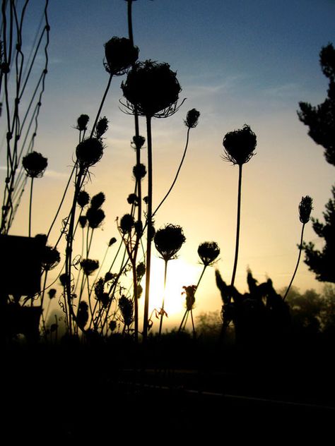 Silhouette #photography Grass Silhouette, Shape Photography, Shadow Silhouette, Silhouette Photography, Flower Silhouette, Sunset Silhouette, Silhouette Photos, Beautiful Plants, Stunning Photography