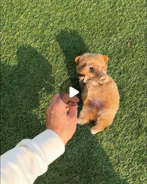 ROLLY TEACUP PUPPIES KOREA 🇰🇷 INC. on Instagram: "Belly rubs for days! Cuteness for years! Love for Selena, FUREVER❤️ #maltipoo #maltipoopuppy #maltipoolove" Maltipoo Puppy, Teacup Puppies, Tea Cups, Puppies, On Instagram, Instagram