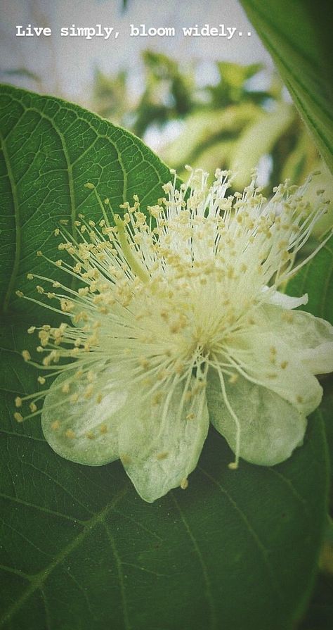 White Flower Quotes Instagram, Leaves Quotes Nature, Green Nature Captions Instagram, Garden Captions For Instagram, Flower Captions For Instagram, Beautiful Flower Quotes, Leaf Quotes, Quote Beauty, Nature Photography Quotes