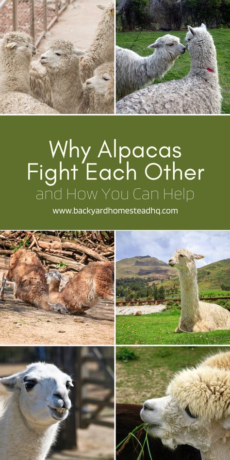 Fights happen over breeding rights resources and real estate. Here is what happens when alpacas fight - and what you can do to prevent fights. You'll want to know these facts about alpacas - so that you don't keep any aggressive or dangerous ones! Alpacas don't fight often but when they do it can get nasty. #alpacas #livestock #animals #pets #tips #fighting #backyardhomesteadHQ Fire Alpaca Tips, Alpaca Anatomy, Alpaca Manure, Alpaca Farm Ideas, Raising Alpacas, Alpaca Facts, Alpaca Vs Llama, Farm Facts, Alpaca My Bags