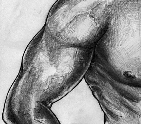 Biceps and torso sketch stock illustration. Illustration of images -  44324439 Bicep Sketch, Bicep Drawing, Muscles Illustration, Torso Sketch, Muscular Male, Bicep Muscle, Draw People, Male Torso, Biceps And Triceps