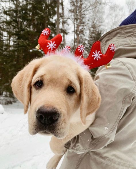 Dog Christmas Photos, Yellow Lab Puppy, Labrador Christmas, Dog Christmas Pictures, Christmas Puppies, Christmas Everyday, Cutest Babies, Yellow Labrador, Handmade Dog Collars