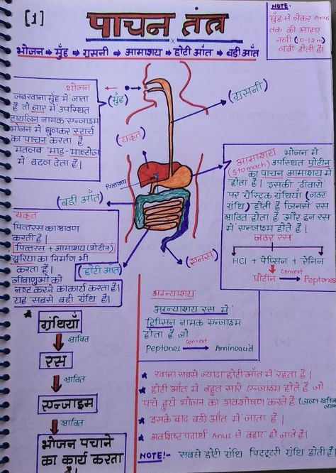 Pan Card Indian Real, Cell Biology Notes, Brain Diagram, Neet Notes, Upsc Notes, Notes Life, Chemistry Basics, Human Body Facts, Basic Physics