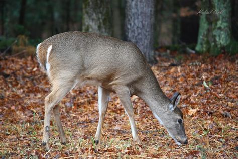 grazing deer Deer Grazing, Deer Profile, Oh Deer, Art Inspiration Drawing, Deer, Art Inspiration, Drawings, Animals, Art