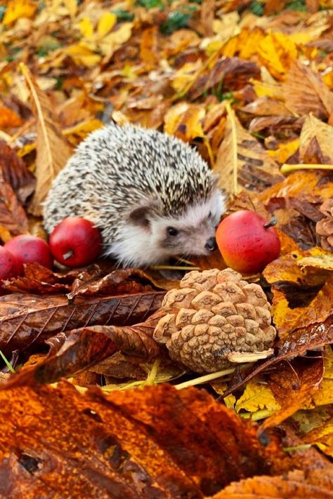 Cute Animals Images, Autumn Beauty, Cute Animal Pictures, Nature Quotes, Autumn Aesthetic, Animals Images, Children's Book Illustration, Autumn Inspiration, Book Illustration