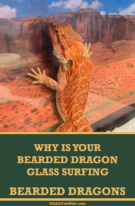 Large Bearded Dragon Enclosure, Bearded Dragon Behavior, Bearded Dragon Outdoor Enclosure, Building A Bearded Dragon Enclosure, Bearded Dragon Terrarium Ideas Habitats, Diy Bearded Dragon Enclosure Ideas, Bearded Dragon Dig Boxes Ideas, Bearded Dragon Climbing Diy, Bearded Dragon Play Pen