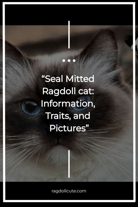 Welcome to our article on Seal Mitted Ragdoll cats. In this section, we’ll provide you with a brief overview of this delightful breed. Known for their Ragdoll Cat Colors, Cat Information, Mitted Ragdoll, French Cat, Ragdoll Cat Breed, Ragdoll Cats, Ragdoll Kitten, Interactive Play, Ragdoll Cat