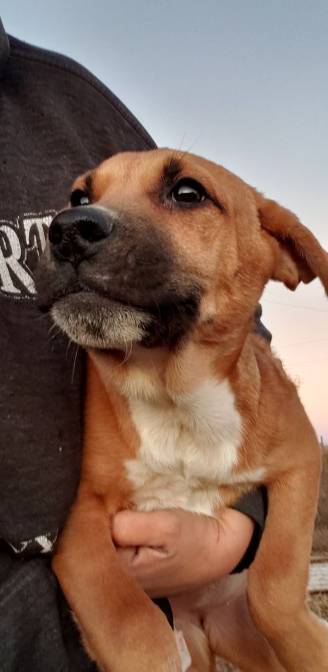 Dana is an adoptable Dog - Black Mouth Cur Mix searching for a forever family near Renton, WA. Use Petfinder to find adoptable pets in your area. Frank Bowers, Mixed Dog Breeds, Adopted Dog, Mutt Dog, Future Dreams, Dog Mixes, Dog Black, Rescue Dog, Sweet Dogs