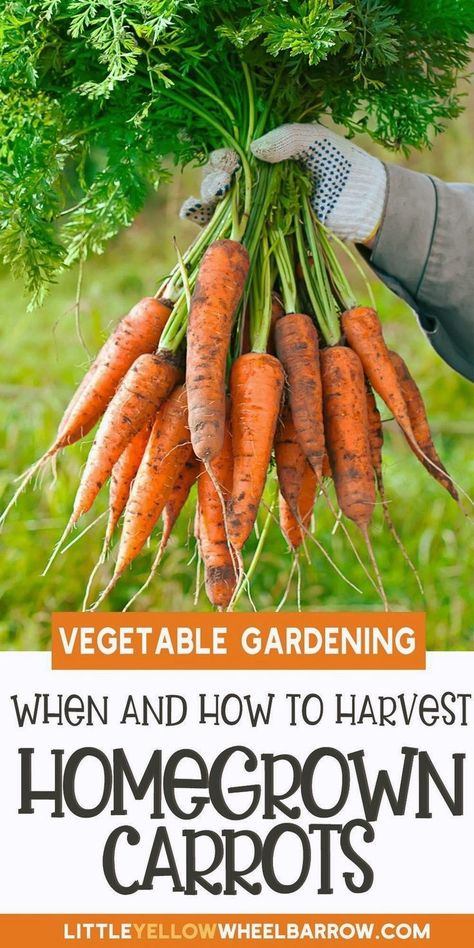 Nothing beats the taste of fresh, homegrown carrots. If you're ready to enjoy the sweetness of your own harvest, look no further than our guide on how to harvest carrots. We'll cover everything you need to know, from planting to picking, to ensure you get the most out of your garden. Don't wait - start growing and harvesting your own carrots today! When To Harvest Carrots, Harvesting Carrots, Carrot Varieties, Beginner Gardening, Vegetable Harvest, Starting A Vegetable Garden, Container Gardening Vegetables, Harvest Time, Vegetable Gardening