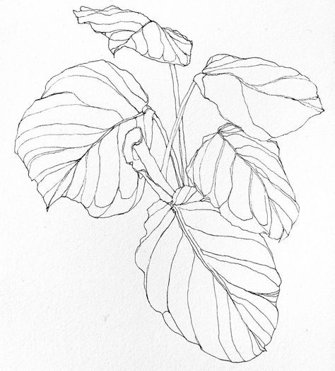 Bethany Rae Souder on Instagram: “• calathea medallion # 7 • #bethanyraestudio #art #drawing #botanicaldrawing #urbanjungle” Calathea Plant Drawing, Calathea Plant Tattoo, Calathea Tattoo, Printable Drawings, Calathea Plant, Simple Drawings, Plant Tattoo, Mural Ideas, Plant Drawing