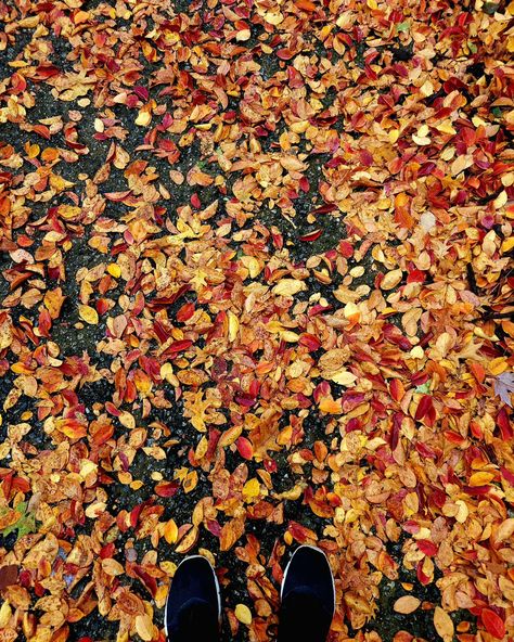 🍂Nature's masterpiece! 😍 The vibrant colors of fall are simply breathtaking. Where's your favorite spot to enjoy the foliage? 📍Fall foliage in Georgia and along the Blue Ridge Parkway 🔖Bookmark this post, share with a friend & follow for more travel, nature, architecture, landscape, and all things beautiful and inspirational. Ready to purchase your new favorite shot? Head to the link in my bio. #thrumysamsunglens #fallphotography #fallfoilage #atlantageorgia #northcarolina #virginia #r... Georgia Fall, Tis Autumn, Fall Foilage, Fall Camping, Colors Of Fall, Nature Architecture, All Things Beautiful, Architecture Landscape, Blue Ridge Parkway