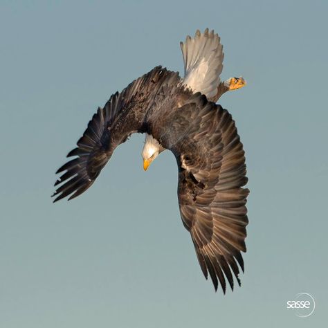 Eagle steep Dive - Feel Free to Share Comment: I was lucky to focus on this eagle falling like a rocket out of the sky. Diving Eagle, Eagle Diving, Photo Timeline, Eagles Wings, Eagle Wings, Never Grow Old, Different Birds, Birds Of Prey, Marine Life