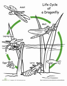 Color the Life Cycle: Dragonfly Worksheet is a perfect illustration to use on a wearable life cycle shirt from ScienceWear.net Dragonfly Worksheet, Dragonfly Life Cycle, Science Life Cycles, Chicken Life Cycle, Insect Unit, Animal Life Cycles, Insects Theme, Pond Life, Sequencing Activities