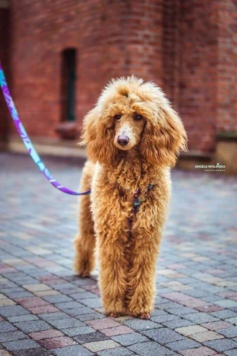 Miniature Poodle Cuts, Toy Poodle Haircut Styles, Medium Poodle, Poodle Medium, Toy Poodle Haircut, Aesthetic Cute Wallpaper, Poodle Haircut Styles, Poodle Tattoo, Sketch Nature