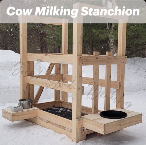 Cow Milking Stanchion - our unique homestead pleasure. You will really appreciate it, especially when you were milking without it. It is a sturdy wooden construction that makes the milking job a lot easier. It is also handy for hoof trimming, grooming, vet checks or medical procedures. Cow Stanchions Diy Ideas, Cow Milking Station, Homestead Milking Parlor, Farming House, Cow Stanchion, Milking Stanchion, Milk Stanchion, Dairy Cow Stanchion, Cow Milking Parlor