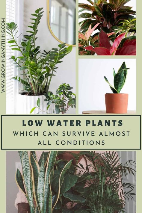 40 Low Water Plants Which Can Survive Almost All Conditions Plants That Don’t Need Much Water, Plants That Can Live In Water, Low Maintenance House Plants, Low Water Plants, Cabin Vibes, Sago Palm, Yucca Plant, Chinese Evergreen, Easy Care Plants