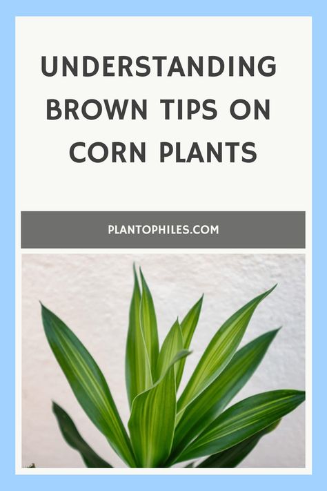 Explore the reasons behind your corn plant's brown tips with informative tips on Dracaena fragrance care. Discover common issues affecting corn plants and enhance your gardening skills effortlessly. Master the art of cultivating a thriving and healthy indoor garden with useful insights. Corn Plant Propagation, Corn Plant Problems, Corn Plant Indoor Care, Corn Plant Indoor, Dracaena Fragrans, Brown Tips, Corn Plant, Plant Problems, Healthy Garden