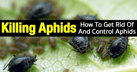 Those pesky, troublesome pests we call - Aphids - on houseplants but also in the landscape are sometimes called plant lice. You'll find them on the young, tender tips of new developing growth, on the undersides of leaves and clustered or in colonies on stems. There are numerous... #spr #sum Plant Lice, Aphid Control, Get Rid Of Aphids, Pest Control Plants, Ants In House, Organic Pesticide, Outdoor Patios, Southern Garden, Plant Hacks