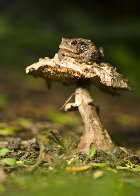 Common Toad. Linton-on-Ouse, North #Yorkshire, #England.  https://www.flickr.com/photos/elbowes/7548721266/ Toad On A Mushroom, Common Toad, Toad Stool, Frog Pictures, Mystical Forest, Frog And Toad, Reptiles And Amphibians, Cute Frogs, Lizards