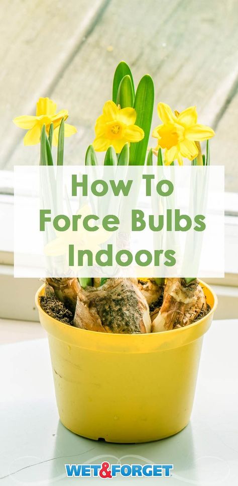 Discover how to force bulbs indoors for beautiful winter blooms! Forcing Bulbs, Bulb Planting, Growing Tulips, Flower Indoor, Winter Blooms, Growing Bulbs, Kitchen Windowsill, Plant Mama, Dry Coconut