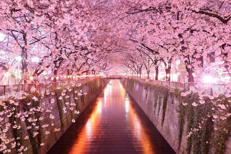 art 🎨 on Twitter: "The Sakura Tunnel in Japan… " Cherry Blossom Desktop Wallpaper, 4k Ultra Hd Wallpapers, Cherry Blossom Wallpaper, Japan Summer, Cherry Blossom Festival, Sakura Tree, Sakura Flower, Wallpaper Laptop, Live Wallpaper Iphone