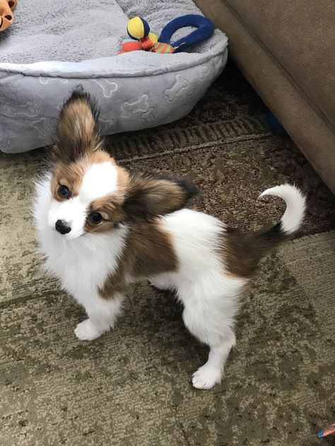 Papillon puppy. Papillion Puppies, Pomchi Dogs, Stop Puppy Biting, Pomchi Puppies, Papillon Dog Puppy, Papillon Puppies, Papillon Dogs, Pomeranian Chihuahua Mix, Papillon Puppy